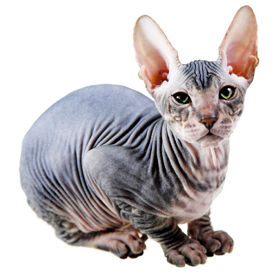 东方的小猫