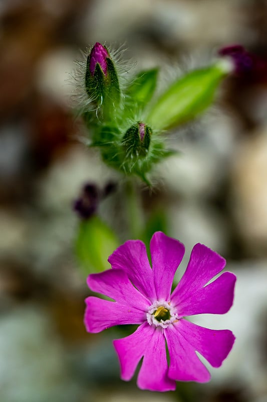 在草地上的Silene dioica花