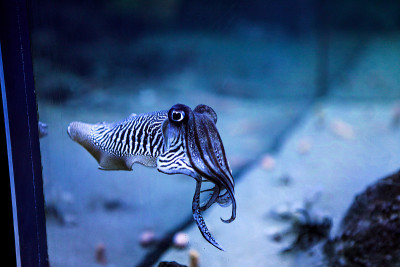 水族馆里的墨鱼