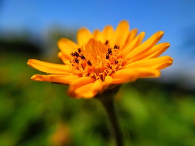 美丽的花