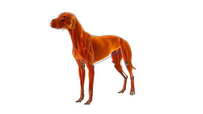狗肌肉解剖医学概念3D