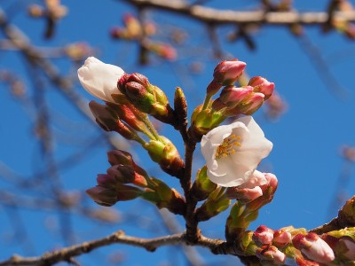 樱花