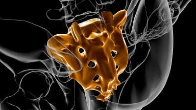 人体骨骼解剖骶骨3D渲染