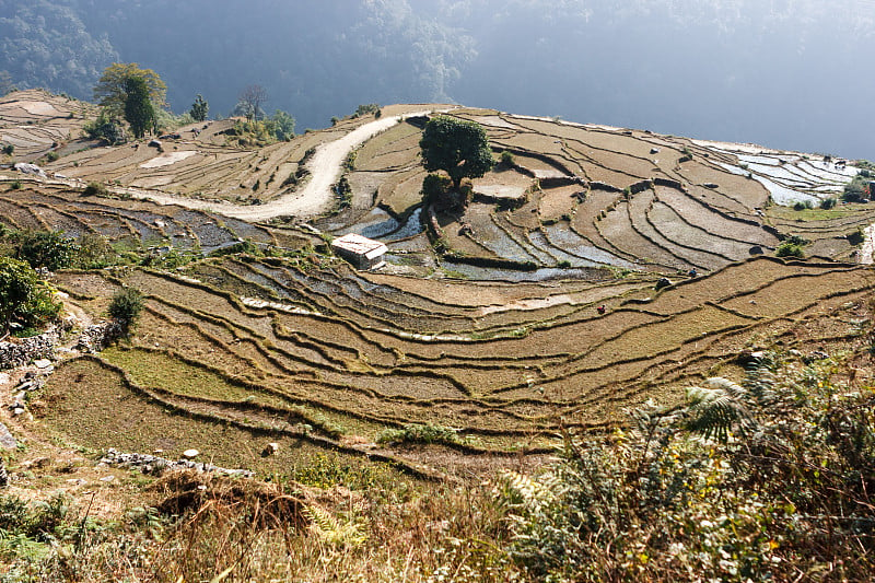 尼泊尔安纳普尔纳基地营地上的梯田