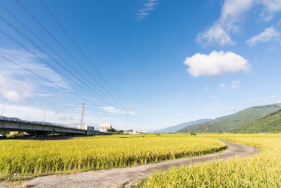 稻田景观