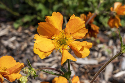 Geum’Fireball’