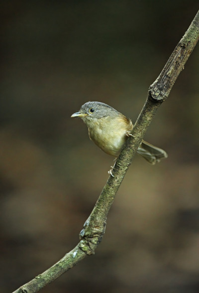 Brown-cheeked Fulvetta
