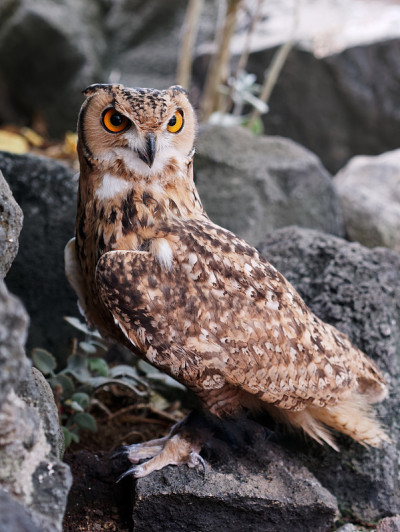 欧亚鹰鸮(Bubo Bubo)