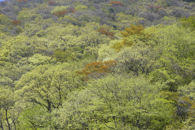 从箱根路征募山苗出新芽
