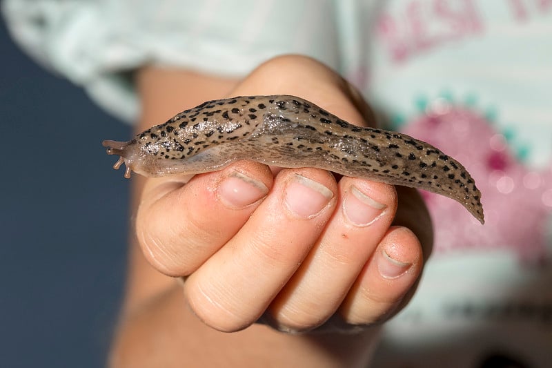 孩子手里拿着老虎的蜗牛(裸鳃海蛞蝓)