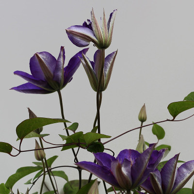 紫蓝色的铁线莲花分离