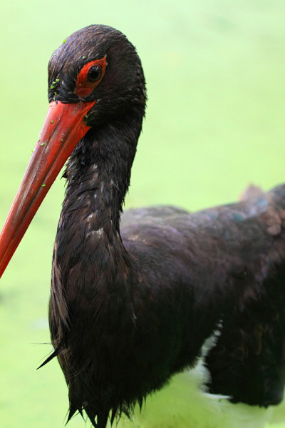 湖上的黑鹳，Ciconia nigra