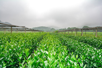 中国杭州的茶园
