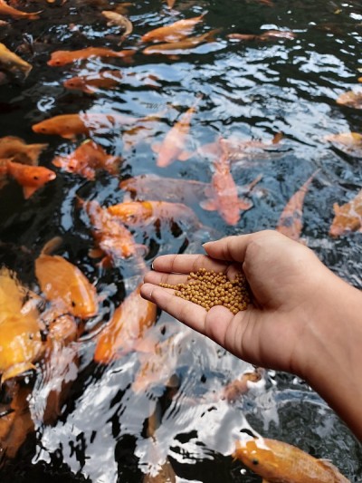 女孩在淡水池塘喂宠物金鱼