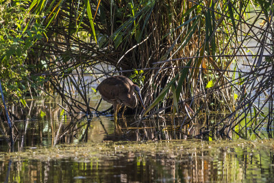 紫鹭(Ardea purpurea)