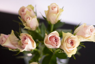 Roses4