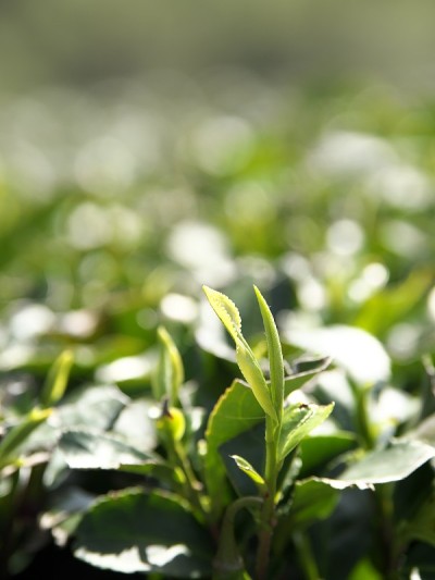 京都和都卡的春天的茶芽