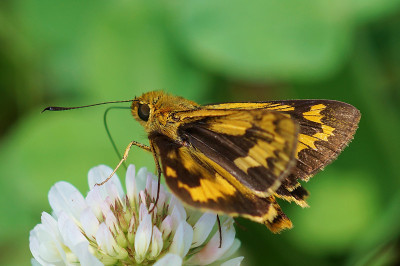Potanthus flavum