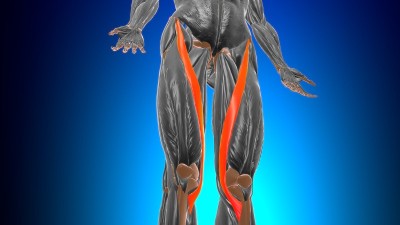 缝匠肌解剖医学概念3D