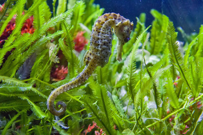 夹在海草和蓝色海水之间的多刺海马