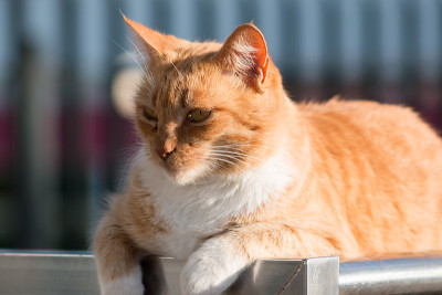 街猫