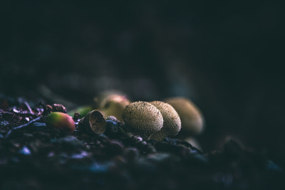 森林里的蘑菇