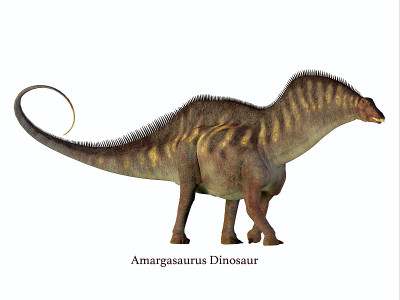 Amargasaurus侧面轮廓与字体