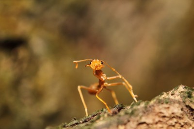 昆虫和小昆虫