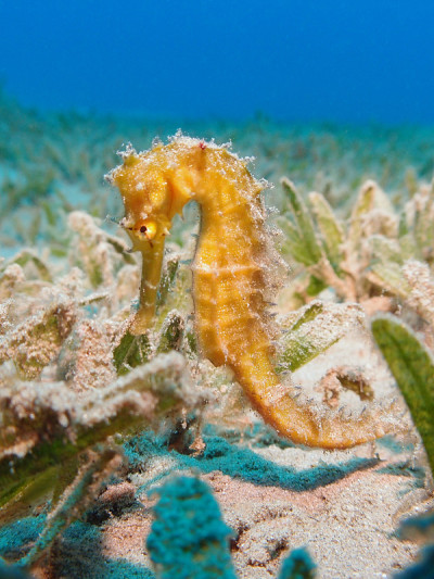 红海中的多刺海马