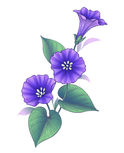 手绘紫罗兰花