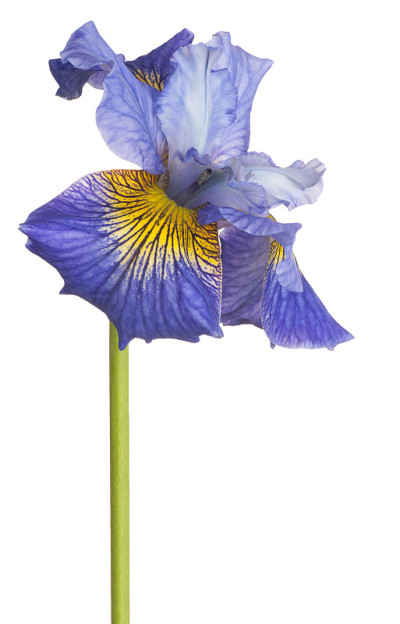鸢尾花白花