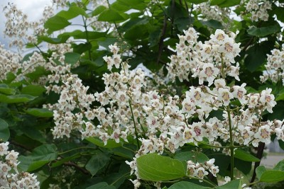 六月梓树的叶上开满白花