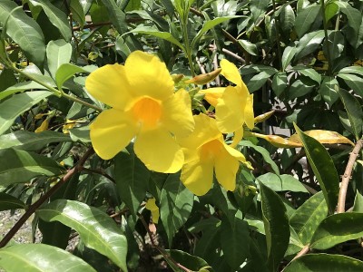牙买加茉莉属花