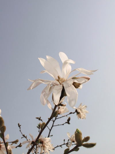 星形Magnolia