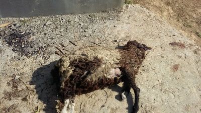 死羊