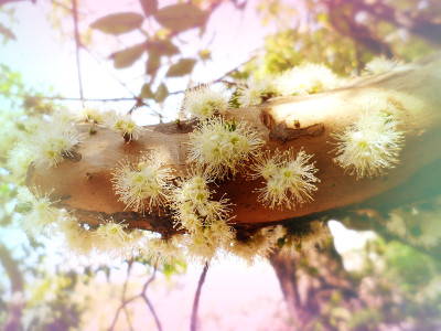 Yvapuru树开花