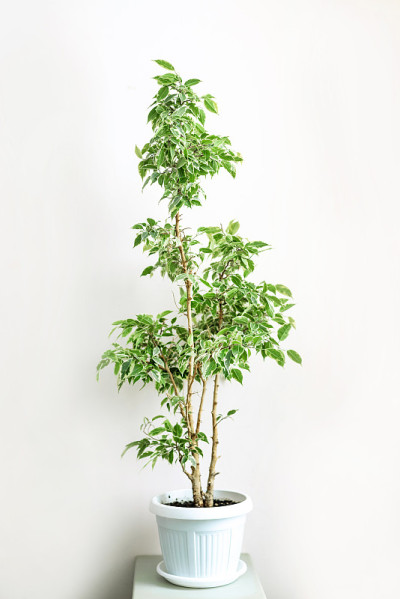 榕树本杰明与绿色和白色的叶子在一个白色的花盆室内植物肖像。