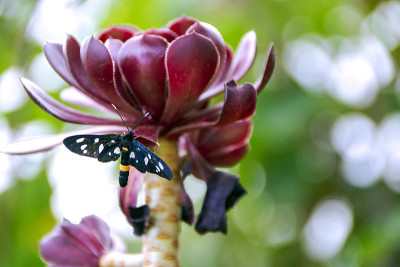 aeonium