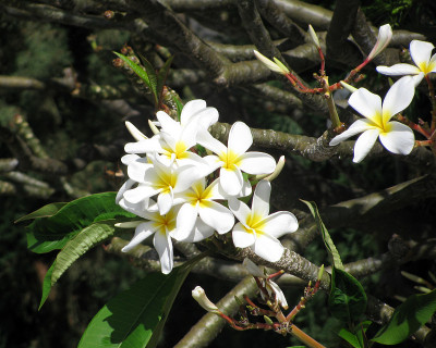 鸡蛋花(Plumeria Rubra)花