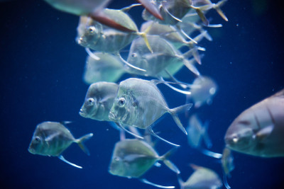 水族馆里的一群鱼。