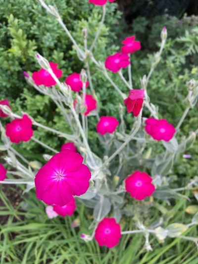 花