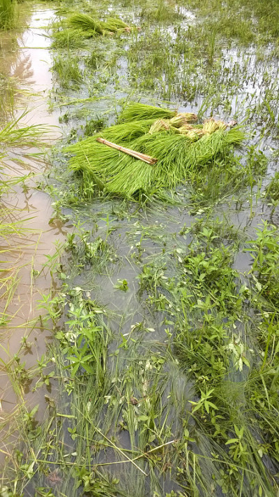 年轻的稻田