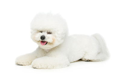 漂亮的比雄飞犬