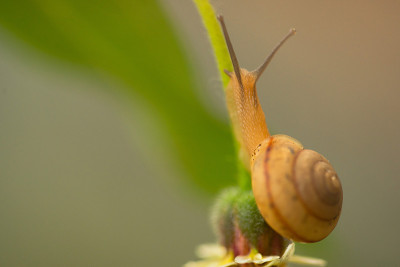 大蜗牛小花