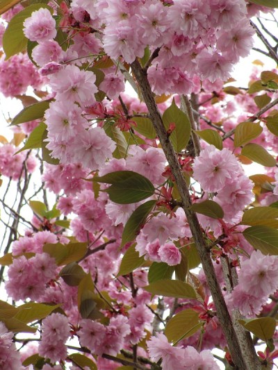 漂亮的春天粉色Kanzan八坂樱花花盛开2020