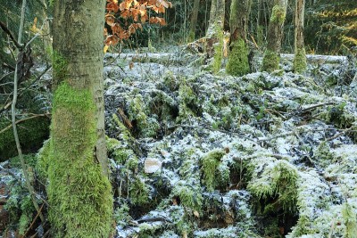 Winterliches树丛
