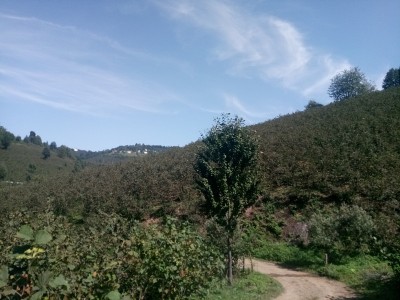 惊人的森林和自然景观，好天气
