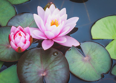 睡莲花
