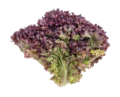 一束新鲜的萝萝红叶生菜