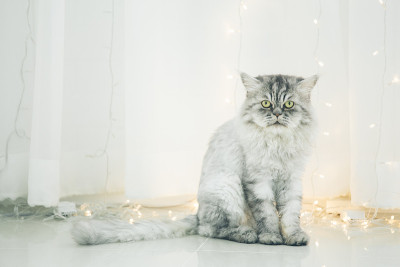 可爱的波斯猫或栗鼠猫坐在地板上。